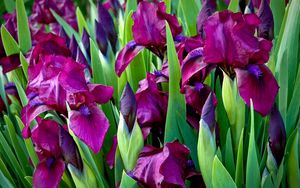 Preview wallpaper irises, flowers, colorful, flowerbed, green