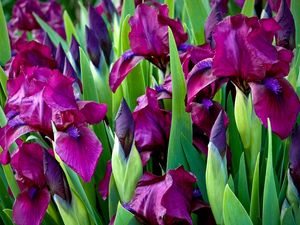 Preview wallpaper irises, flowers, colorful, flowerbed, green