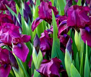 Preview wallpaper irises, flowers, colorful, flowerbed, green