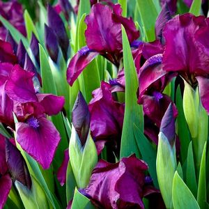 Preview wallpaper irises, flowers, colorful, flowerbed, green