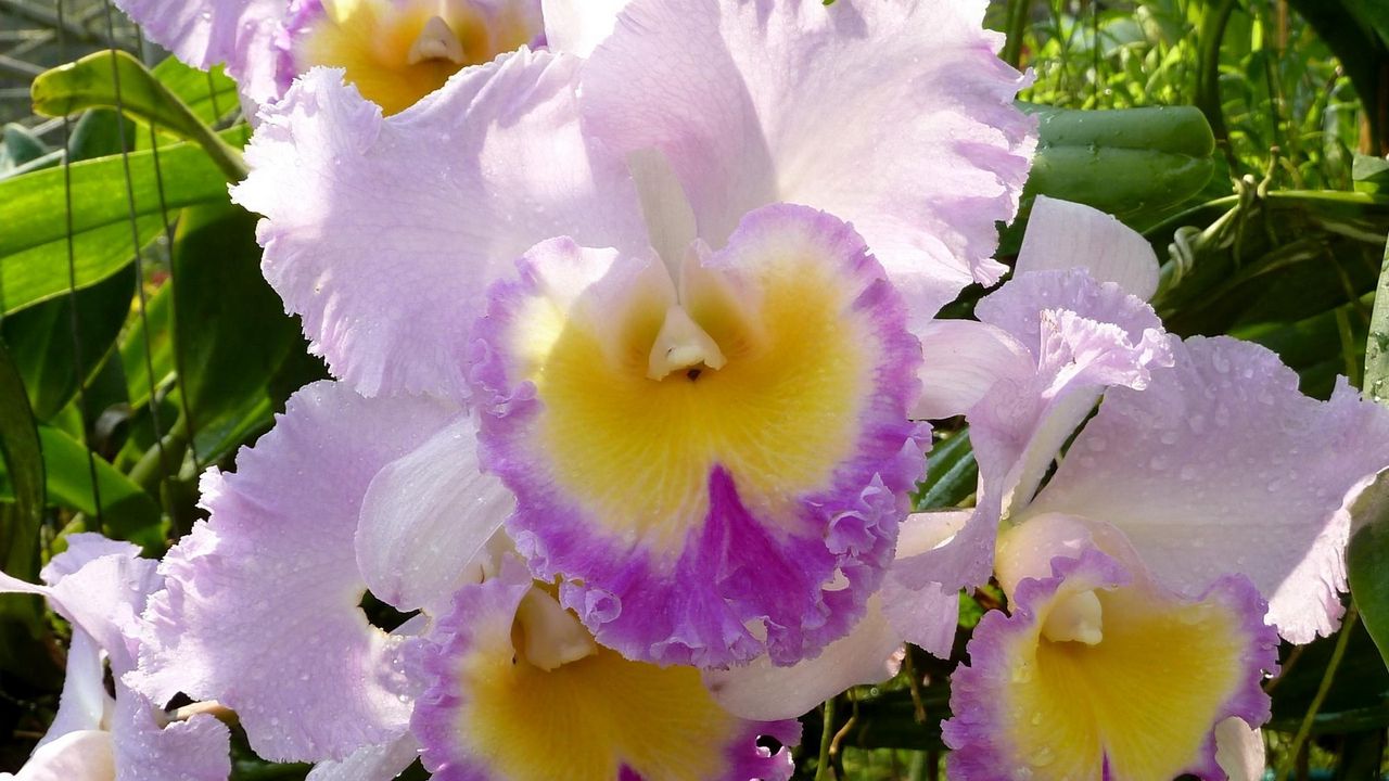 Wallpaper irises, flowers, flowerbed, garden, close-up, solar, drop, freshness