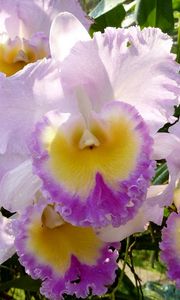 Preview wallpaper irises, flowers, flowerbed, garden, close-up, solar, drop, freshness