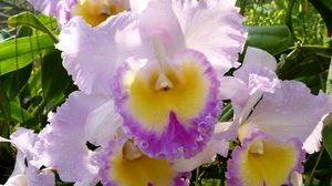 Preview wallpaper irises, flowers, flowerbed, garden, close-up, solar, drop, freshness