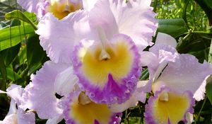 Preview wallpaper irises, flowers, flowerbed, garden, close-up, solar, drop, freshness