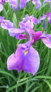 Preview wallpaper irises, flowers, flowerbed, green, spring
