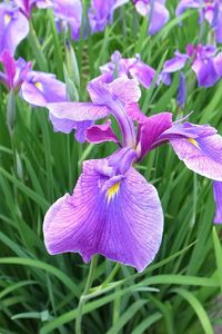 Preview wallpaper irises, flowers, flowerbed, green, spring