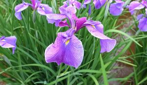 Preview wallpaper irises, flowers, flowerbed, green, spring