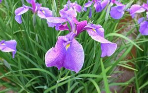 Preview wallpaper irises, flowers, flowerbed, green, spring