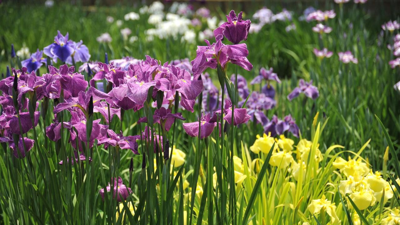 Wallpaper irises, flowers, flowerbed, light, green