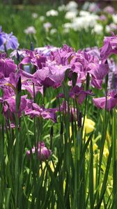 Preview wallpaper irises, flowers, flowerbed, light, green