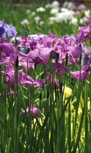 Preview wallpaper irises, flowers, flowerbed, light, green