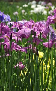 Preview wallpaper irises, flowers, flowerbed, light, green