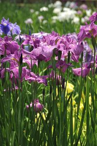 Preview wallpaper irises, flowers, flowerbed, light, green