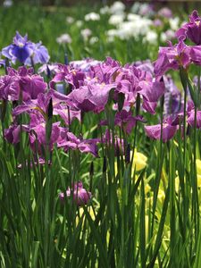 Preview wallpaper irises, flowers, flowerbed, light, green