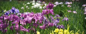 Preview wallpaper irises, flowers, flowerbed, light, green