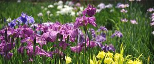 Preview wallpaper irises, flowers, flowerbed, light, green