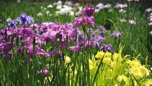 Preview wallpaper irises, flowers, flowerbed, light, green