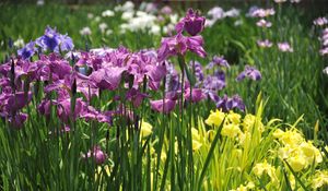 Preview wallpaper irises, flowers, flowerbed, light, green