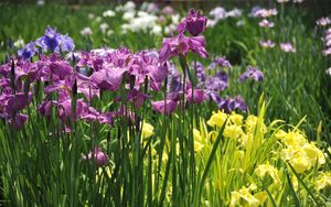 Preview wallpaper irises, flowers, flowerbed, light, green