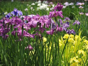 Preview wallpaper irises, flowers, flowerbed, light, green