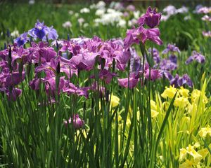 Preview wallpaper irises, flowers, flowerbed, light, green