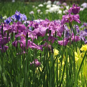 Preview wallpaper irises, flowers, flowerbed, light, green