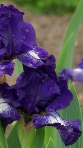 Preview wallpaper irises, flowers, flowerbed, drops, sharpness