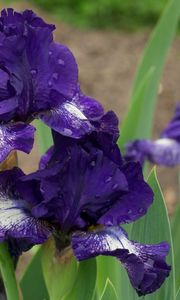 Preview wallpaper irises, flowers, flowerbed, drops, sharpness