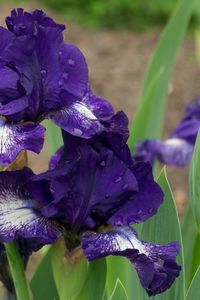 Preview wallpaper irises, flowers, flowerbed, drops, sharpness