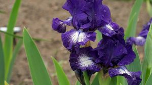 Preview wallpaper irises, flowers, flowerbed, drops, sharpness