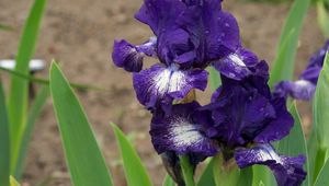 Preview wallpaper irises, flowers, flowerbed, drops, sharpness