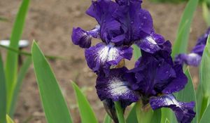 Preview wallpaper irises, flowers, flowerbed, drops, sharpness