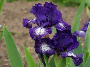 Preview wallpaper irises, flowers, flowerbed, drops, sharpness