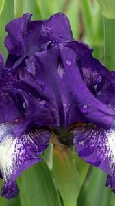 Preview wallpaper irises, flowers, flowerbed, drop, freshness