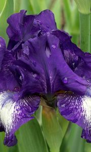 Preview wallpaper irises, flowers, flowerbed, drop, freshness