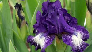 Preview wallpaper irises, flowers, flowerbed, drop, freshness