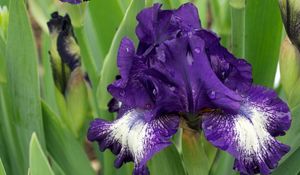 Preview wallpaper irises, flowers, flowerbed, drop, freshness