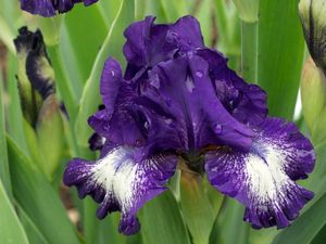 Preview wallpaper irises, flowers, flowerbed, drop, freshness