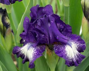 Preview wallpaper irises, flowers, flowerbed, drop, freshness