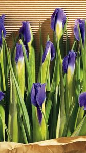 Preview wallpaper irises, flowers, herbs, paper