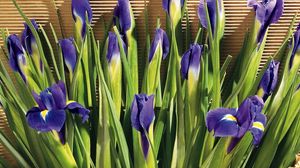 Preview wallpaper irises, flowers, herbs, paper