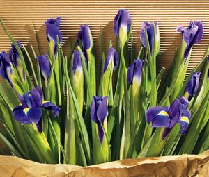 Preview wallpaper irises, flowers, herbs, paper