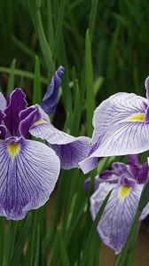 Preview wallpaper irises, flowers, herbs, close-up