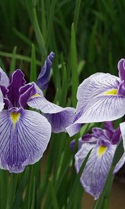 Preview wallpaper irises, flowers, herbs, close-up