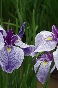 Preview wallpaper irises, flowers, herbs, close-up