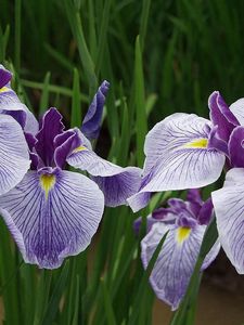 Preview wallpaper irises, flowers, herbs, close-up