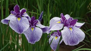 Preview wallpaper irises, flowers, herbs, close-up