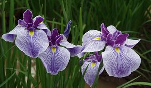 Preview wallpaper irises, flowers, herbs, close-up