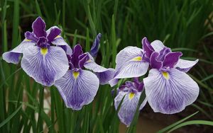 Preview wallpaper irises, flowers, herbs, close-up