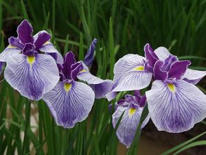 Preview wallpaper irises, flowers, herbs, close-up